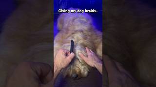 Braiding my dog’s hair! #goldendoodle #grooming #turorial