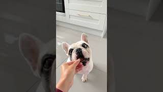 French Bulldog dog treat time #shorts