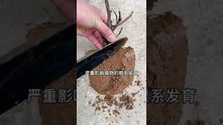 经常使用化肥，时间长了导致土壤板结，解决方法，每次浇水加1勺黑粉