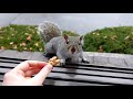 Squirrel knows I can give her something better