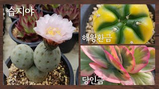 [해뜰다육/향기보기]습지야,난봉옥금,웅동자금,소인제금,해왕환금,원종방울복랑금,방울복랑금#다육이키우기 #초보다육#다육이소품#아프리카식물