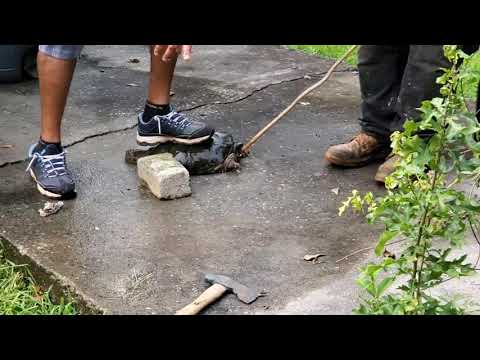 What can kill turtles?