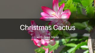 Christmas Cactus