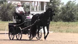 47D Megan Sibiga Intermediate Single Horse Dressage Vineyard Classic May 2013