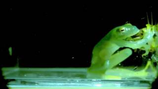 Glass frog wrestles with cricket and wins