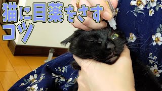 猫の目薬のさし方！結膜炎に要注意しましょう！｜猫嫁@126