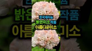 한국제라늄 K제라늄 밝은미소작품 아름다운미소, 베란다가드닝, 제라늄키우기  #geranium #pelargonium