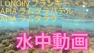 【フランキー, ラムタラ  /  ラムタラバデル】水中映像　「LONGIN FRANKY 、APIA LAMMTARRA/LAMMTARRA BADEL 」　ルアー水中動画：初期撮影シリーズ