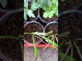 Winter seedling repoting grow with me#gardening#YouTube shorts #trending ll