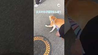 嬉しくてヒコーキ耳になる柴犬｜PECO #柴犬 #赤柴 #茶柴 #柴犬のいる暮らし #柴犬大好き #shiba #shibainu #shibainulife #shibainulove