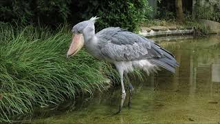 shoebill、サーナの捕食＠上野ハシビロコウ