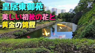 皇居東御苑　美しい初秋の花と黄金の錦鯉　２０２１年９月１６日撮影　