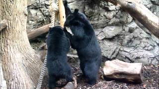 上野動物園ツキノワグマ_竹筒で遊ぶウタとタロコ母さん