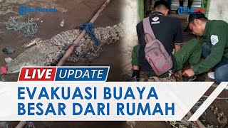 Detik-detik Petugas BKSDA Evakuasi Buaya dari Rumah Warga, Sempat Bersitegang Warga Minta Kompensasi