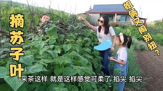 摘苏子叶送领导会下岗？东北姐俩又闹别扭，新红唉声叹气要调节！