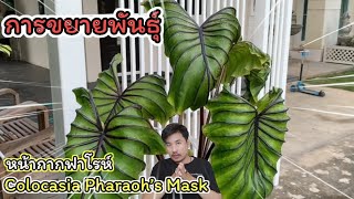 วิธีปลูกและการขยายพันธุ์!? ต้นหน้ากากฟาโรห์ Colocasia Pharaoh’s Mask  ไหลออกแล้วจะต้องทำยังไง!?