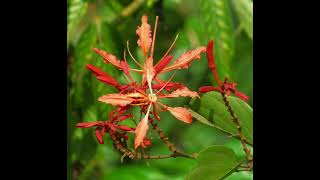 Bauhinia| Bauhinia galpinii| Bauhinia plant|Bauhinia galpinii plant.