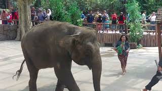 ATRAKSI GAJAH DI TAMAN SAFARI BOGOR 🐘