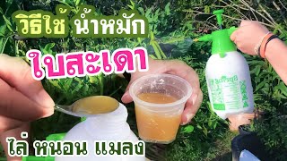 วิธีใช้น้ำหมักใบสะเดา เพื่อไล่แมลง | EP.34 เกษตรเดลิเวอรี่ by THAI IQ PLUS