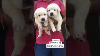 Short tale labrador puppies available for sale || genuine price|| location ghaziabad u.p  8445645489