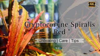 Exotic Plant | Cryptocoryne Spiralis 'Red | Care | #royaquaworld #crypto #red #plants