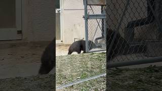 お迎えを察知して自ら急いで帰るウォンバットのコウくん(wombat Kou/Satsukiyama Zoo)