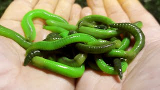 NIGHTCRAWLERS - A Guide to the World's BEST Fishing Bait!