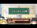 【ゆっくり解説】世界最小の鳥マメハチドリの生態を紹介！食べ物は？卵もちっちゃい！？