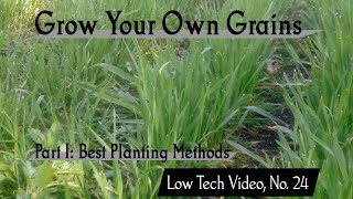 Grow Your Own Grains, Part 1: Best Seeding Methods -- Low Tech Video, No. 24