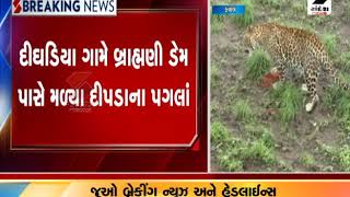 Morbi : હળવદમાં દીઘડિયા ગામે દીપડાના આંટાફેરા ॥ Sandesh News TV | Cyclone Tauktae