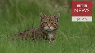 絶滅危惧のスコットランドヤマネコ　保護のカギは交配防止