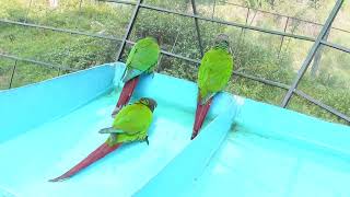 Sidkeong Tulku Bird Park in Sikkim | Pelling | Sikkim {INDIA}