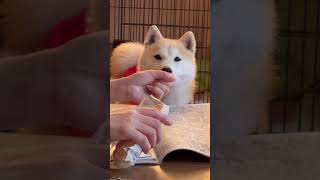 パン食べたいな〜と思っている柴犬