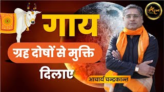 गौ सेवा का महत्व | Gau Seva ke Chamatkar | Astrological Remedies | Acharya Chandrakant