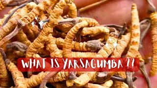 What is YARSAGUMBA ? YARSAGUMBA in Nepal | YARSAGUMBA price in Nepal |  #yarsagumba #youtube #yt