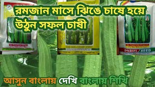 রমজান মাসের জন্য আগাম গ্রীষ্মকালীন ঝিঙে চাষ পদ্ধতি/jhinge chas poddhoti/agam jhinge chas/jhinge beej