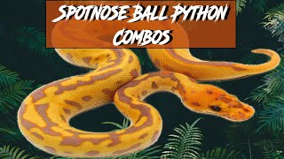 Spotnose Ball Python Morph Combos | Jack's Reptiles