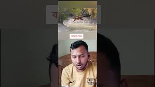 বাঘের লাফ দেখুন😮#video #shortvideo #tigershroff #tiger #mangrove_forest