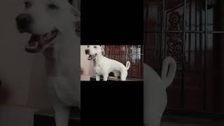 # short video അച്ഛാ ഒന്ന് ഇങ്ങോട്ട് നോക്കിയേ 🥰🐕😘