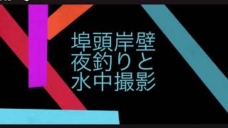 埠頭岸壁 夜釣り水中撮影