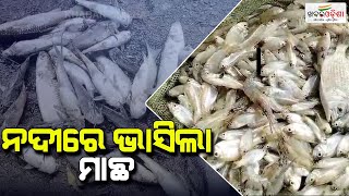 ନଦୀରେ ଭାସିଲା ମାଛ | Jagatsinghpur | Khabar Odisha