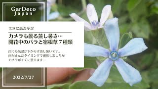 【カメラも曇る蒸し暑さ】開花中のバラと宿根草７種類