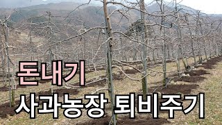 (돈내기)반딧불사과밭퇴비주기 사과나무 강정지 전정 했을때 퇴비는 어떻게 줄까요 풍달구TV고생했어요 하루에둘이서 420포