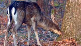 Олені та люди: історія співіснування в дельті Дунаю 🦌