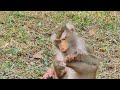 primate monkey... please loves cute baby... perfect life baby... nice clip... netflix epic