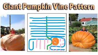 🎃 Vine Pattern | Giant Pumpkin Beginner Tips