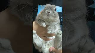 トイレ掃除を見守るうさぎ#うさぎ#bunny