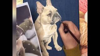 Louie the French Bulldog. Acrylic on canvas time lapse by Helen Baylis