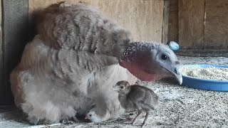 СКІЛЬКИ ЇХ ТА ЯКІ ВОНИ? ГОСПОДАРСТВО ТА ЦІНИ! СКОРО ЇХ НЕ БУДЕ !