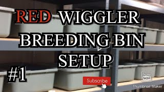 Setting up a red wiggler breeder bin. #1  #redwigglers #wormcomposting